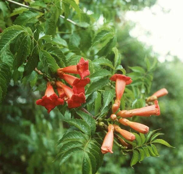 Tecoma radicans