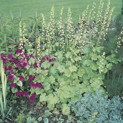 Tellima grandiflora