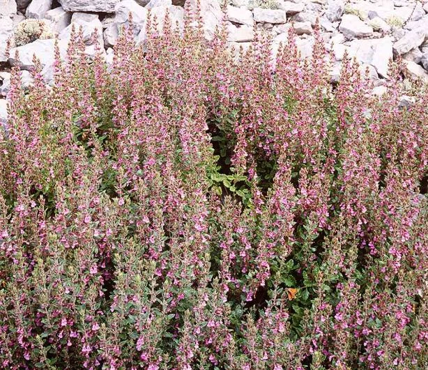 Teucrium chamaedrys