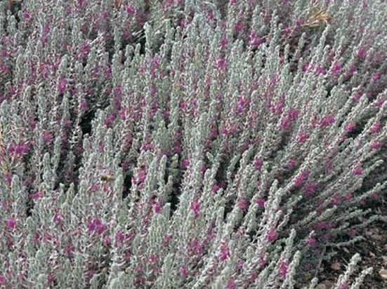 Teucrium marum