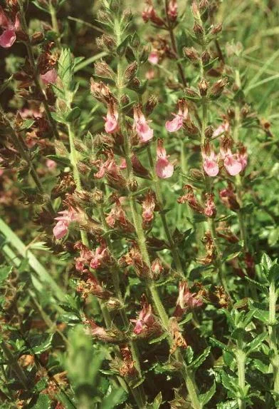 Teucrium massiliense