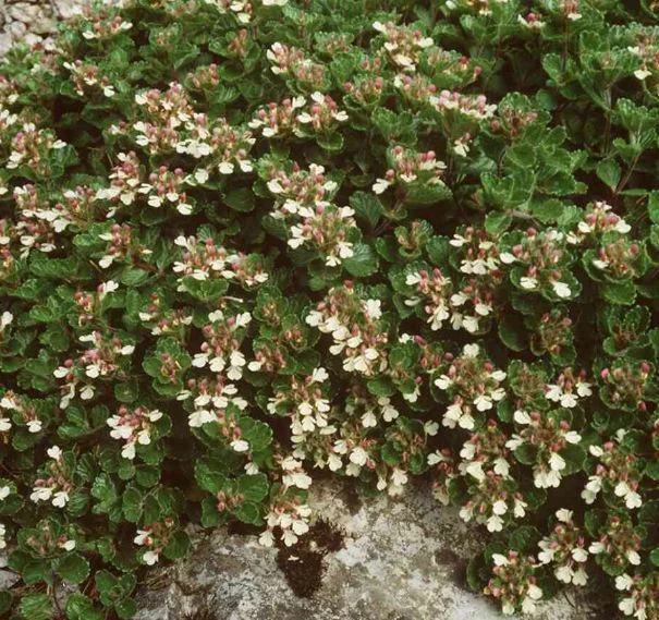 Teucrium pyrenaicum