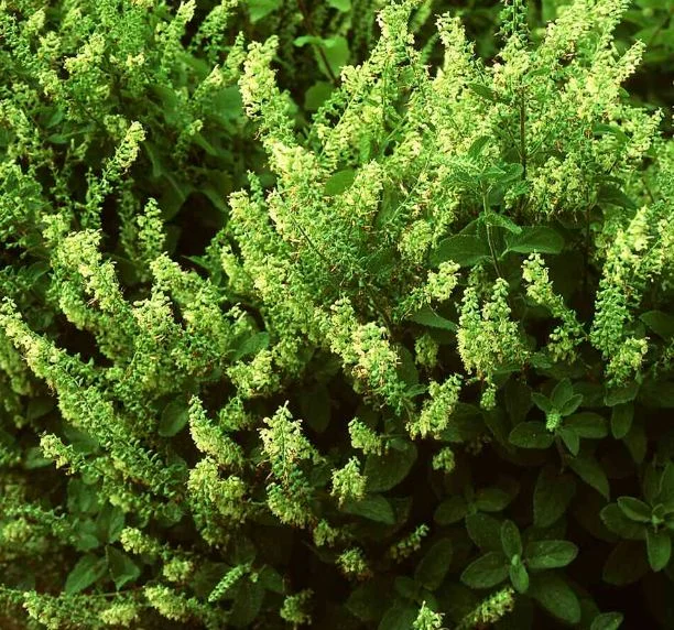 Teucrium scorodonia