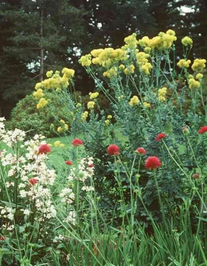 Thalictrum flavum