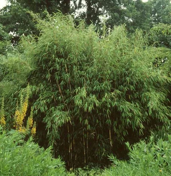 Thamnocalamus spathaceus