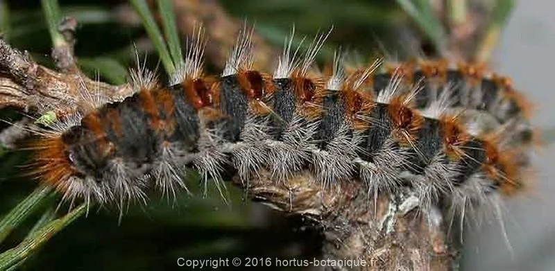 Thaumetopoea Pityocampa