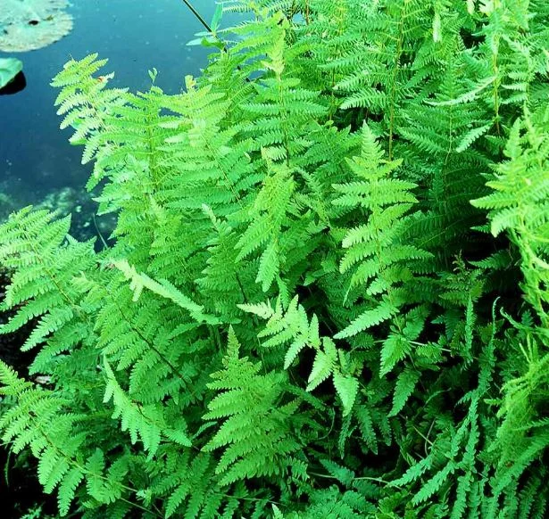 Thelypteris palustris