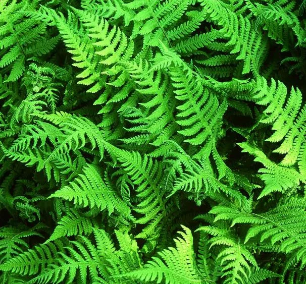 Thelypteris phegopteris