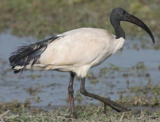 Threskiornis aethiopicus