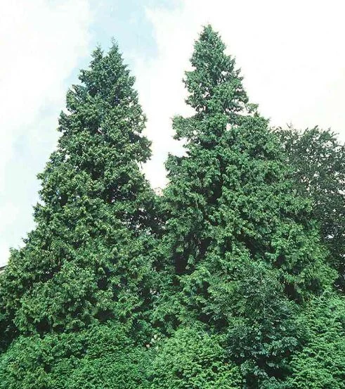 Thuja gigantea