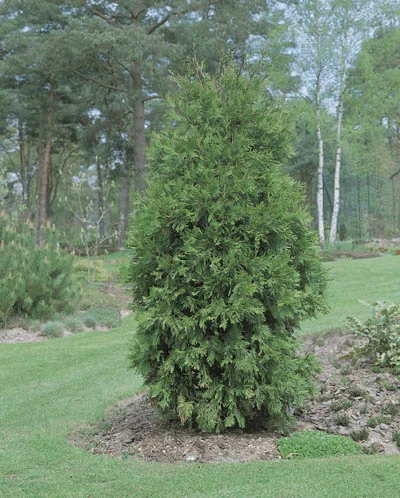 Thuja occidentalis
