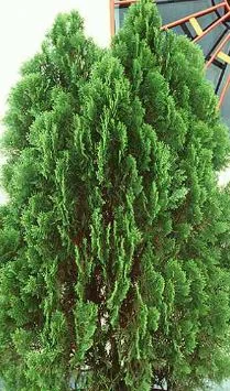 Thuja orientalis