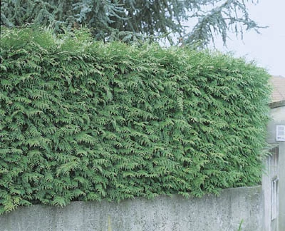 Thuja plicata