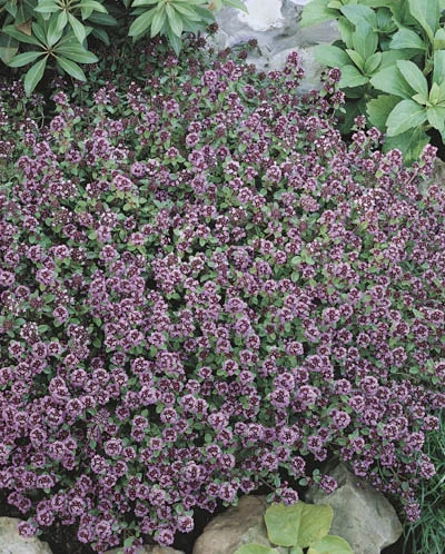 Thymus serpyllum