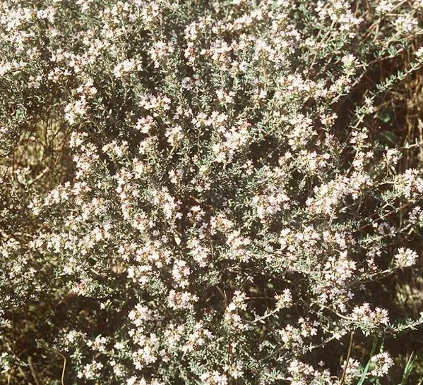 Thymus vulgaris