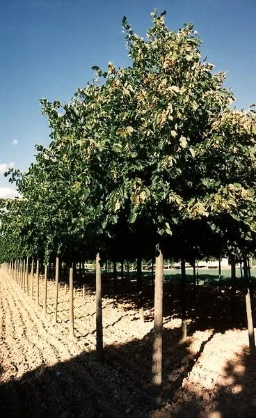 Tilia americana
