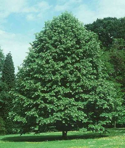 Tilia argentea