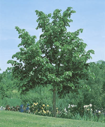 Tilia x euchlora