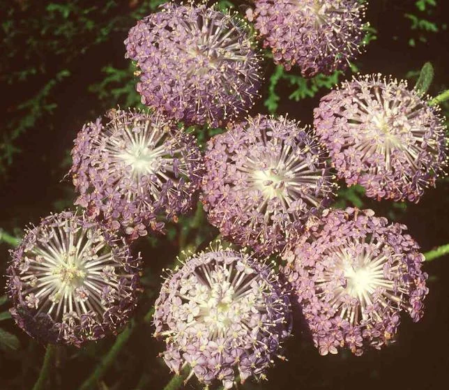 Trachymene caerulea