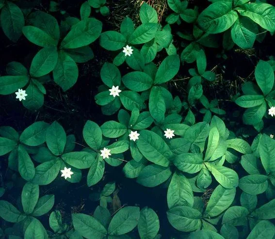 Trientalis europaea