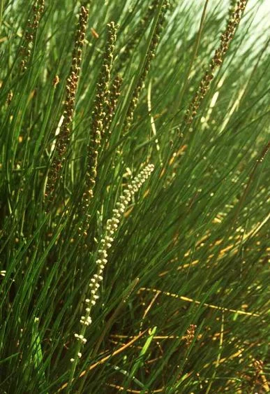 Triglochin maritimum