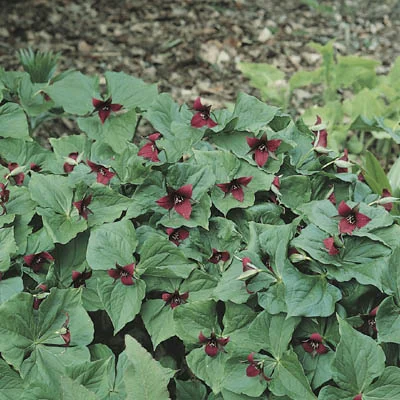 Trillium erectum