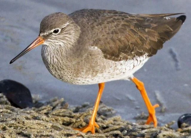 Tringa totanus