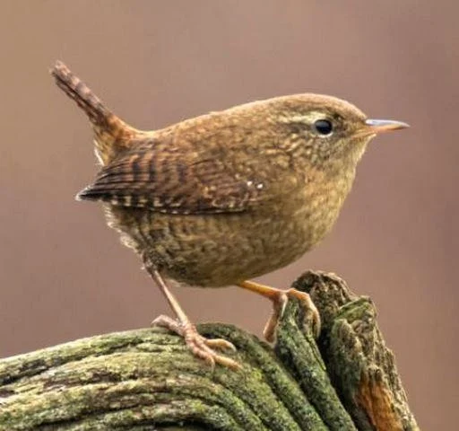 Troglodytes troglodytes