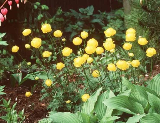 Trollius europaeus