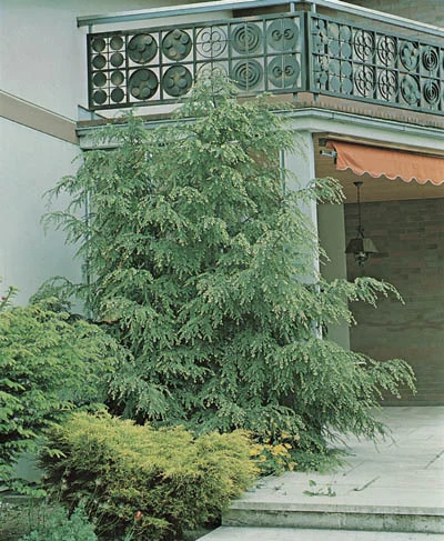 Tsuga canadensis