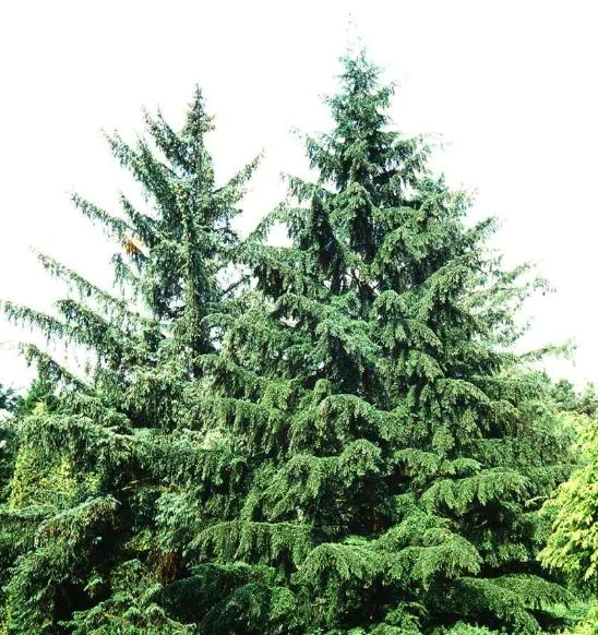 Tsuga heterophylla