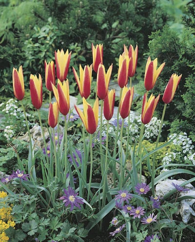 Tulipa clusiana