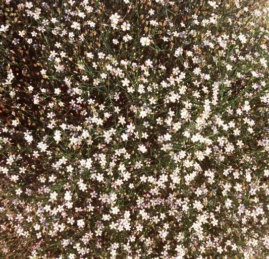 Tunica saxifraga