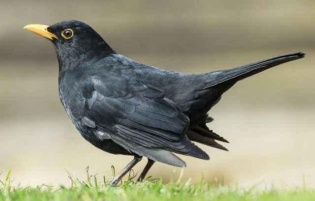 Turdus merula