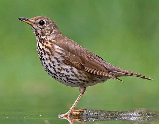 Turdus philomelos