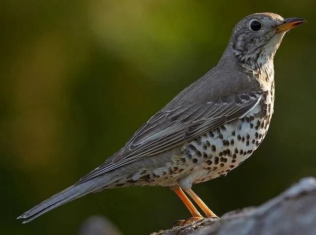 Turdus viscivorus