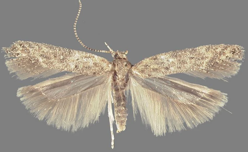 Tuta absoluta
