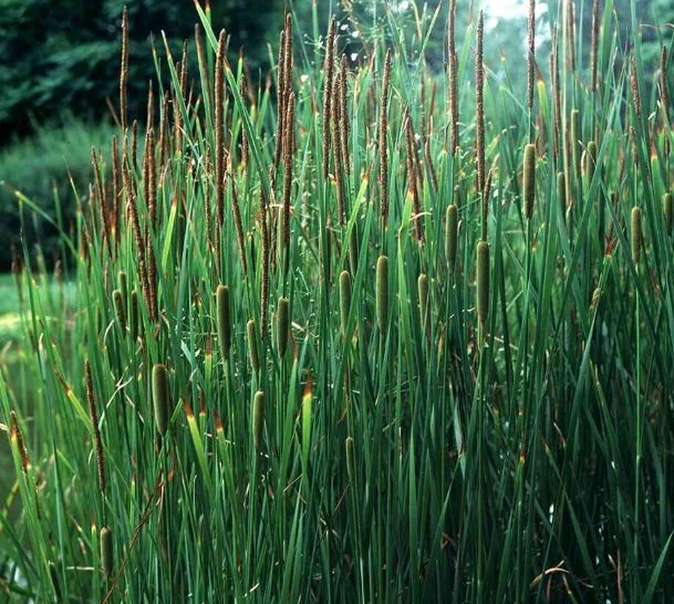 Typha laxmannii