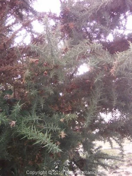 Ulex europaeus
