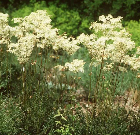 Ulmaria filipendula