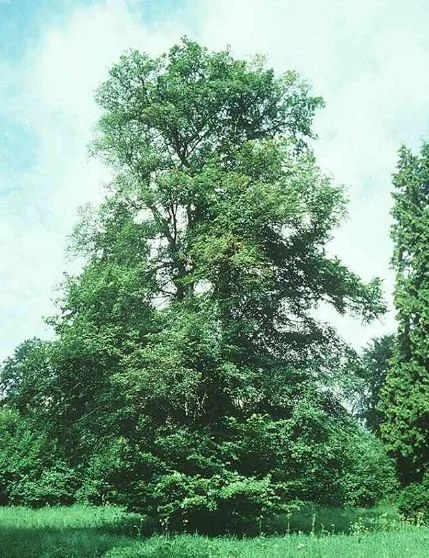Ulmus effusa