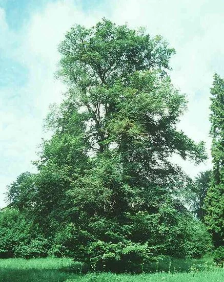Ulmus laevis