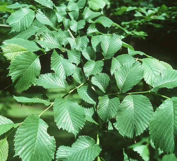 Ulmus montana
