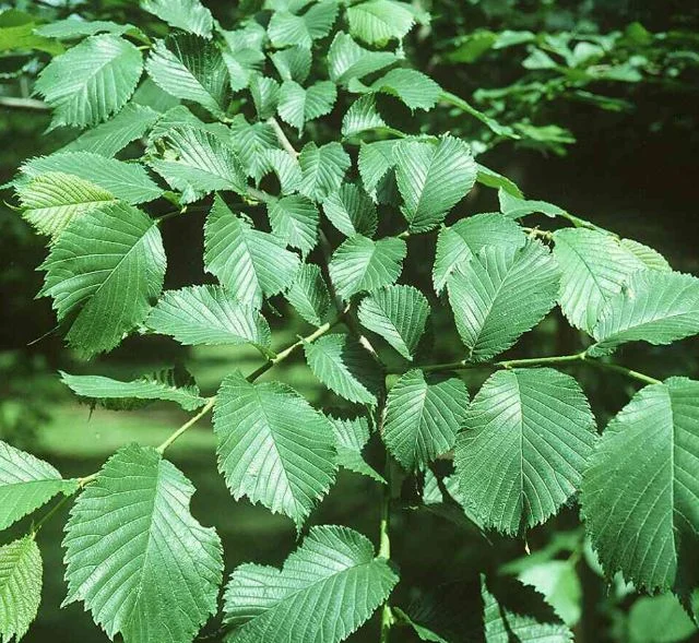 Ulmus scabra