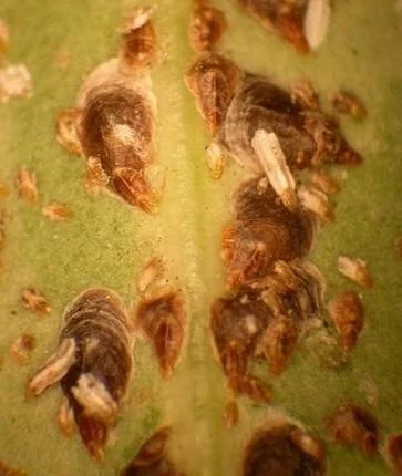Unaspis euonymi