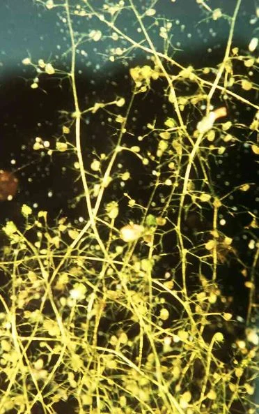 Utricularia minor