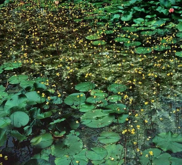 Utricularia vulgaris