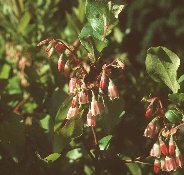 Vaccinium corymbosum