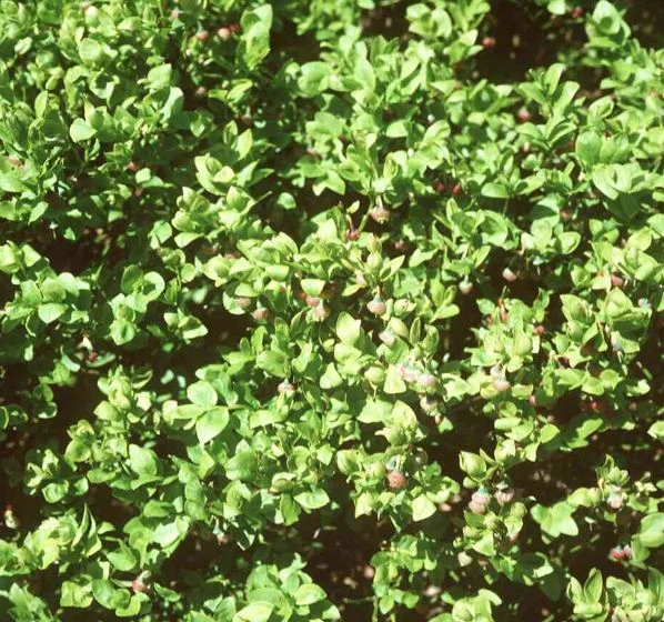 Vaccinium myrtillus