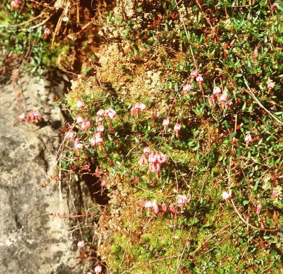 Vaccinium oxycoccos